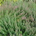 Teucrium chamaedrys